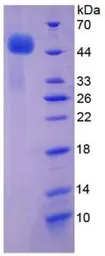 Human TNF Receptor I protein, His and GST tag (active). GTX00234-pro