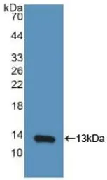 Human CXCL10 / IP10 protein, His tag (active). GTX00242-pro
