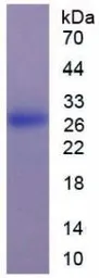 Human IL29 protein, His tag. GTX00245-pro