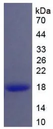 Human FGF23 protein, His tag. GTX00257-pro
