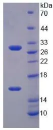 Mouse SIRT3 protein, His tag. GTX00312-pro