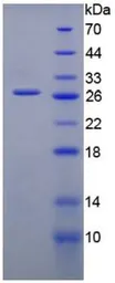 Mouse Gremlin 1 protein, His tag (active). GTX00318-pro