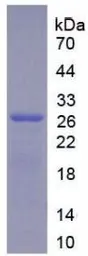 Mouse Glypican 4 protein, His tag. GTX00330-pro