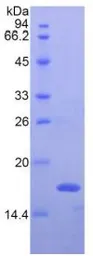 Rat Interferon gamma protein, His tag (active). GTX00340-pro