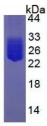 Rat IL6 protein, His tag (active). GTX00341-pro