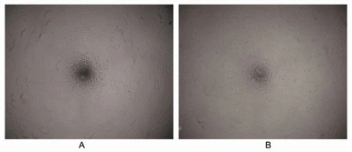Rat VEGFA protein, His tag (active). GTX00343-pro
