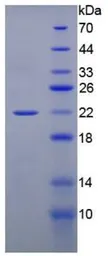 Rat Gremlin 1 protein, His tag (active). GTX00362-pro
