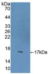 Rat BDNF protein, His tag. GTX00367-pro