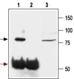 Anti-GluR2 antibody used in Immunoprecipitation (IP). GTX00632