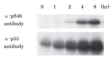 Anti-p53 (phospho Ser46) antibody [#36] used in Western Blot (WB). GTX00680