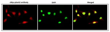 Anti-c-Myc (phospho Ser62) antibody [33A12E10] used in Immunocytochemistry/ Immunofluorescence (ICC/IF). GTX00684