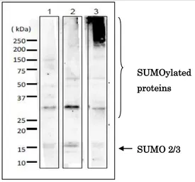 Anti-SUMO2 + SUMO3 antibody [3H12] used in Western Blot (WB). GTX00699
