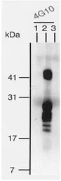 Anti-HB EGF antibody [4G10] used in Immunoprecipitation (IP). GTX00702