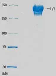 Anti-Rad51 antibody used in  (). GTX00721