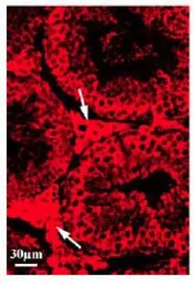 Anti-DDX3 antibody used in IHC (Frozen sections) (IHC-Fr). GTX00724