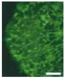 Anti-Nestin antibody used in IHC (Frozen sections) (IHC-Fr). GTX00737