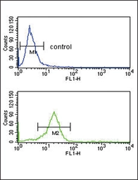 Anti-Mu Opioid receptor antibody used in Flow cytometry (FCM). GTX00782