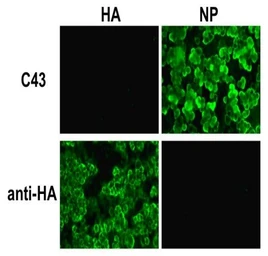 Anti-Influenza A virus Nucleoprotein antibody [C43] used in Immunocytochemistry/ Immunofluorescence (ICC/IF). GTX00858