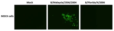 Anti-Influenza B virus Hemagglutinin (HA) antibody [10B8] used in Immunocytochemistry/ Immunofluorescence (ICC/IF). GTX00860