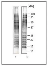Anti-Salmonella enteritidis LPS antibody [se-1] used in Western Blot (WB). GTX00861