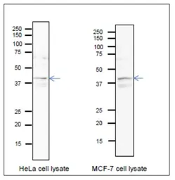 Anti-PURA antibody used in Western Blot (WB). GTX00901