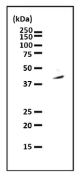 Anti-PURA antibody used in Immunoprecipitation (IP). GTX00901