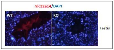 Anti-SLC22A14 antibody used in IHC (Paraffin sections) (IHC-P). GTX00905