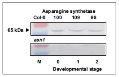 Anti-Asparagine synthetase antibody used in Western Blot (WB). GTX00925