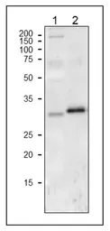 Anti-Cytochrome f antibody used in Western Blot (WB). GTX00930
