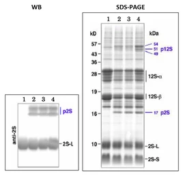 Anti-2S3 albumin antibody used in Western Blot (WB). GTX00935