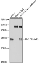 Anti-ELAVL1 / HuR antibody [GT1182] used in Immunoprecipitation (IP). GTX00944