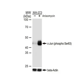 Anti-c-Jun (phospho Ser63) antibody [GT1198] used in Western Blot (WB). GTX00960