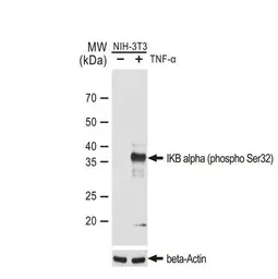 Anti-IKB alpha (phospho Ser32) antibody [GT1205] used in Western Blot (WB). GTX00967