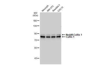Anti-Cullin 1 antibody [JM72-30] used in Western Blot (WB). GTX00988