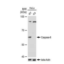 Anti-Caspase 8 antibody [GT1152] used in Western Blot (WB). GTX01015
