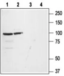 Anti-GluR1 antibody used in Western Blot (WB). GTX01081