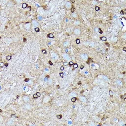 Anti-EIF2C2 antibody [GT1226] used in IHC (Paraffin sections) (IHC-P). GTX01534