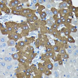 Anti-EIF2C2 antibody [GT1226] used in IHC (Paraffin sections) (IHC-P). GTX01534
