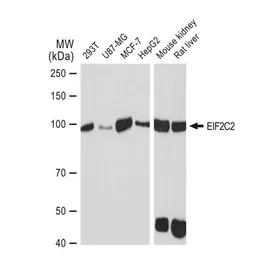 Anti-EIF2C2 antibody [GT1226] used in Western Blot (WB). GTX01534