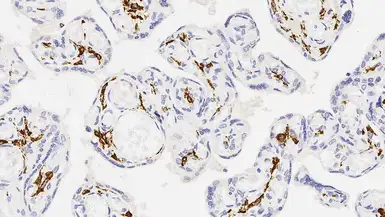Anti-CD163 antibody [10D6] used in IHC (Paraffin sections) (IHC-P). GTX01963