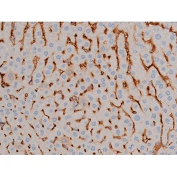 Anti-alpha Synuclein (phospho Ser129) antibody used in IHC (Paraffin sections) (IHC-P). GTX02537