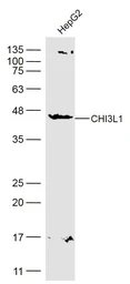 Anti-CHI3L1 antibody used in Western Blot (WB). GTX02539