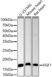 Anti-FGF1 antibody used in Western Blot (WB). GTX02555
