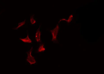 Anti-NOX1 antibody used in Immunocytochemistry/ Immunofluorescence (ICC/IF). GTX02577