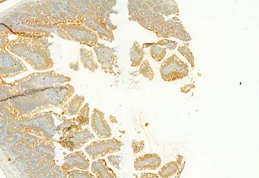 Anti-PLCE1 antibody used in IHC (Paraffin sections) (IHC-P). GTX02580