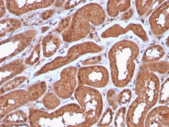 Anti-MTAP antibody [MTAP/3137R] used in IHC (Paraffin sections) (IHC-P). GTX02677