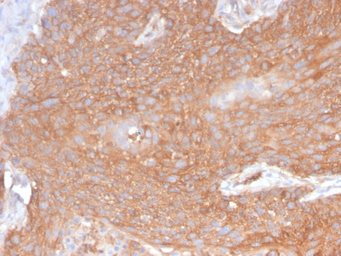 Anti-SPTBN2 antibody [SPTBN2/2894R] used in IHC (Paraffin sections) (IHC-P). GTX02716