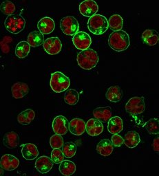 Anti-MHC Class II antibody [HLA-Pan/2967R] used in Immunocytochemistry/ Immunofluorescence (ICC/IF). GTX02758