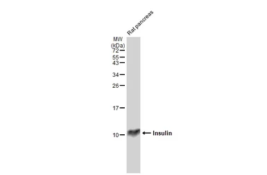 Anti-Insulin antibody [GT1229] used in Western Blot (WB). GTX02826