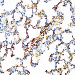 Anti-Hemoglobin alpha antibody [GT1234] used in IHC (Paraffin sections) (IHC-P). GTX02831